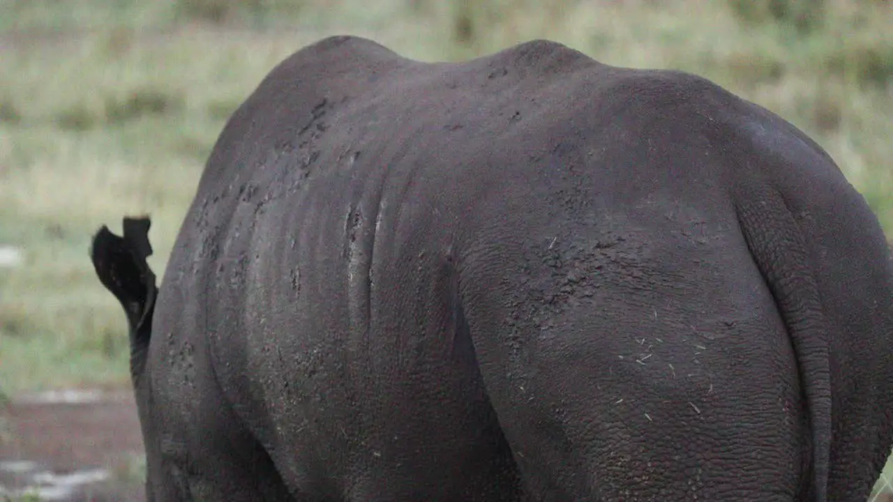 Behind Of A Black Rhino Foraging Close-up Shot