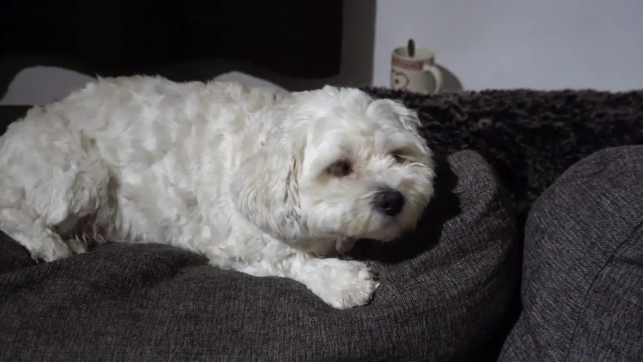 Scared dog looking confused while laying on the sofa