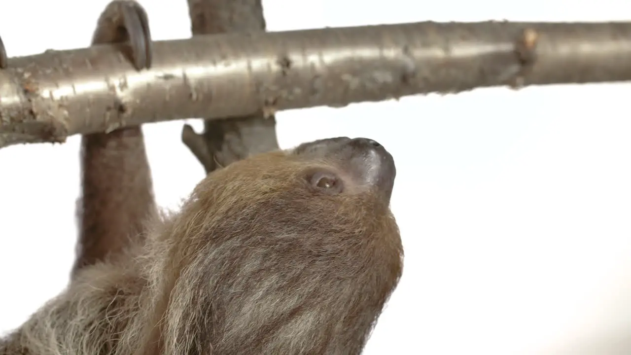 White background sloth with copy space hanging upside down slow motion