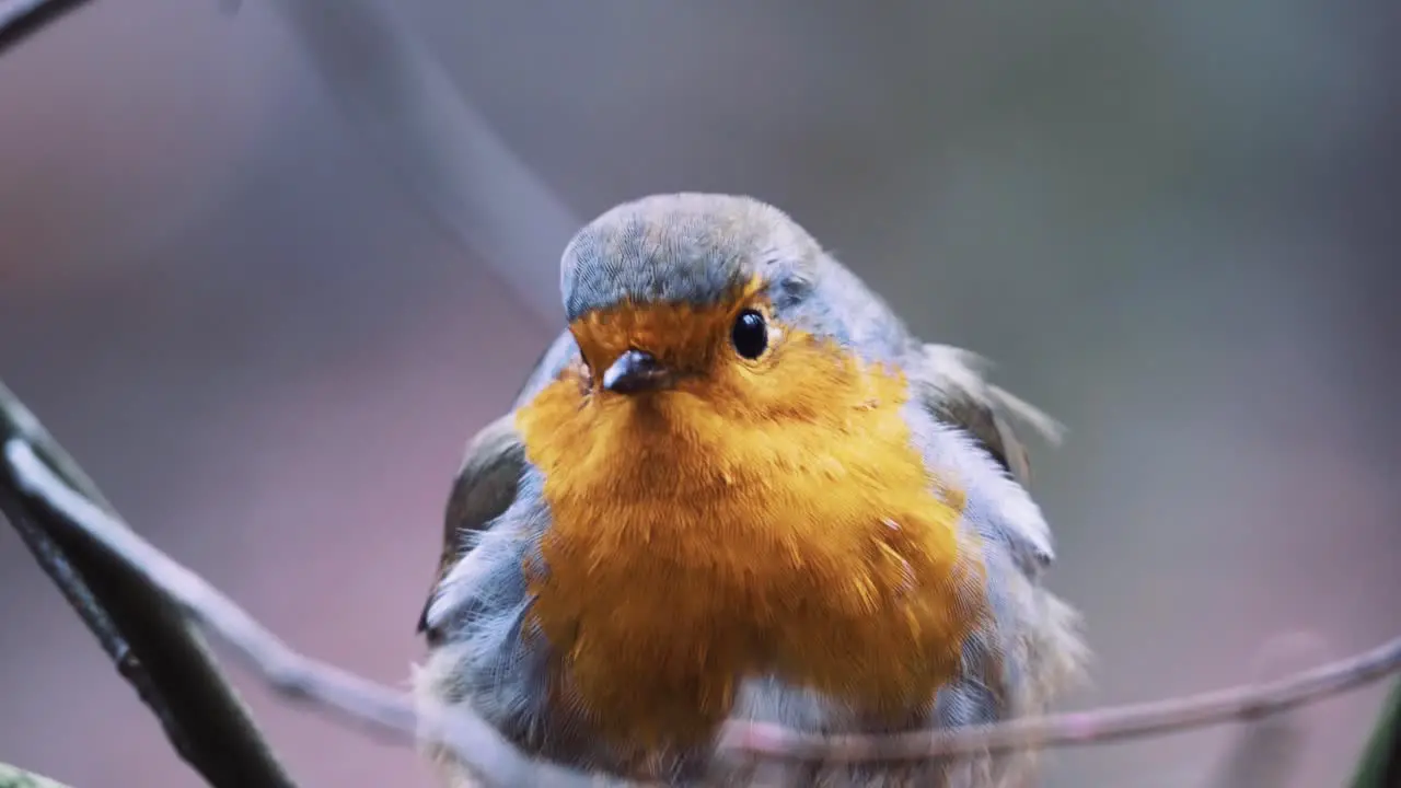 Close-up shot of a robin standing on a branch