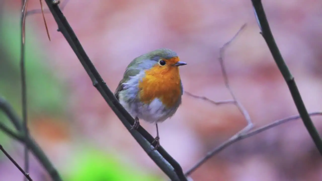 Close macro view of a European robin standing on a branch