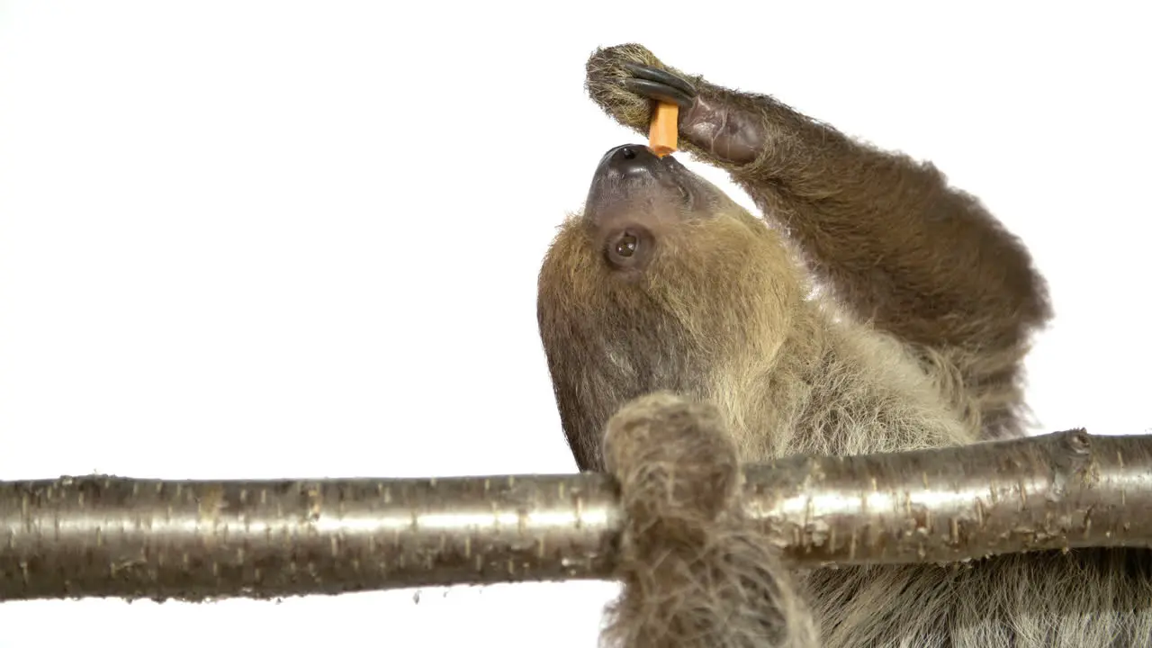 Cute sloth eating a sweet potato on a branch white screen