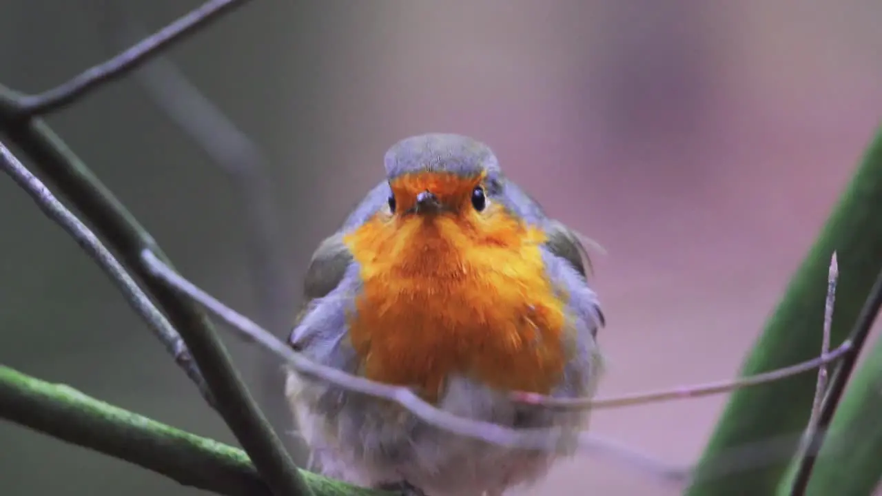 Macro close-up of a European robin songbird in the forest