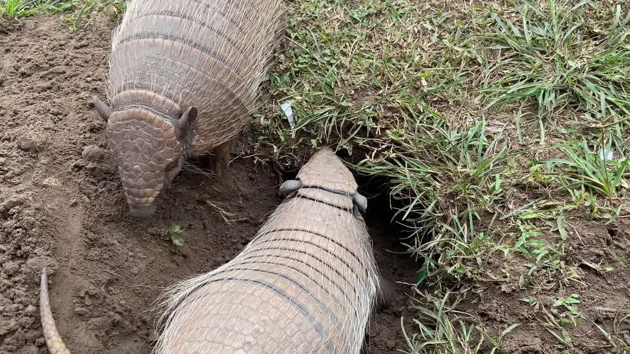 Two armadillos digging together mating season in Brazil six banded armadillo