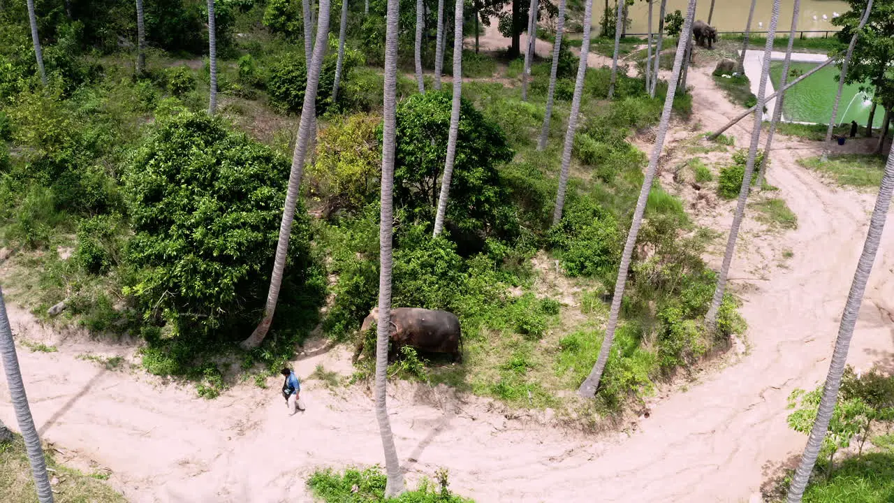 Elephant sanctuary caretaker and asian elephant walking on jungle path