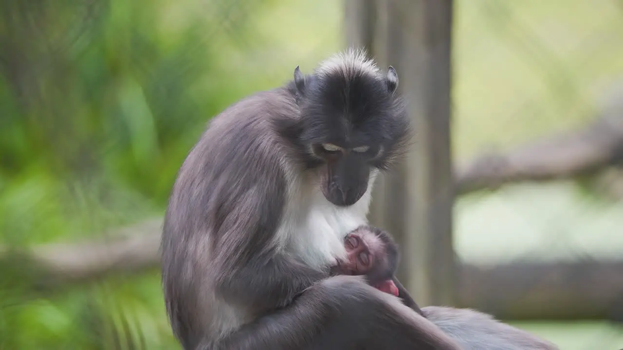 Sooty Mangabey monkey mother cradling sleeping baby licking her paws