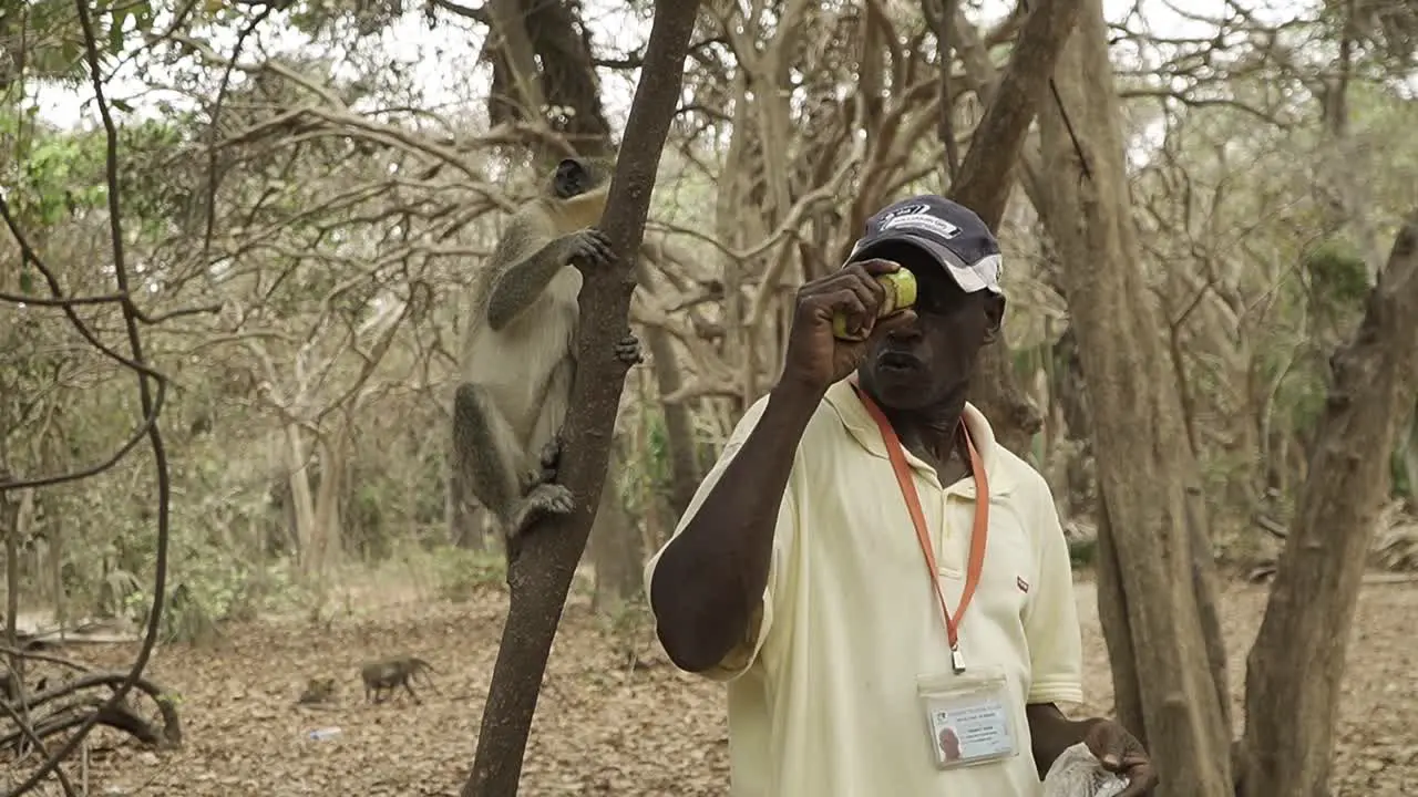 Official Gambian tour guide feeding some sabaeus monkeys in the monkey park of Bijilo Forest