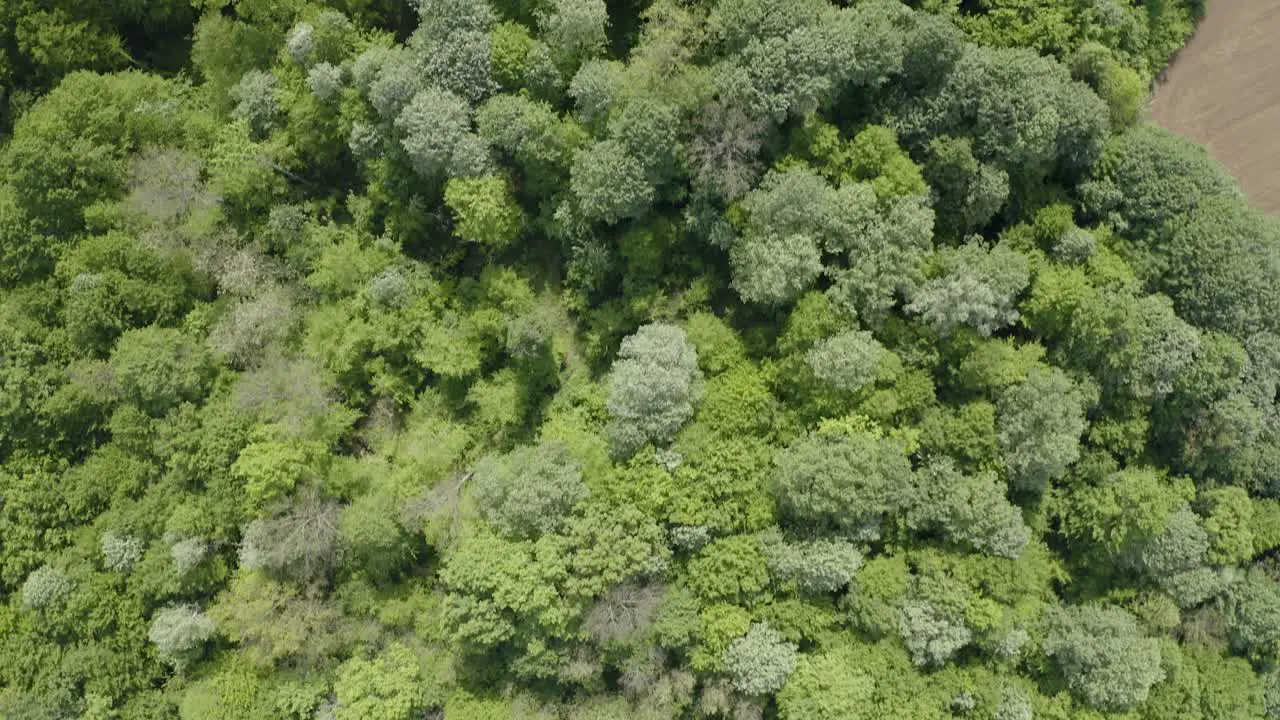 Unpolluted nature green forest and stunning bird eye view of Bosnia and Herzegovina