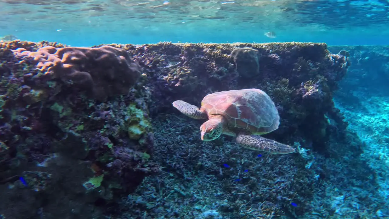 Green Sea Turtle Swimming Gently Near Large Barrier Reef Underwater