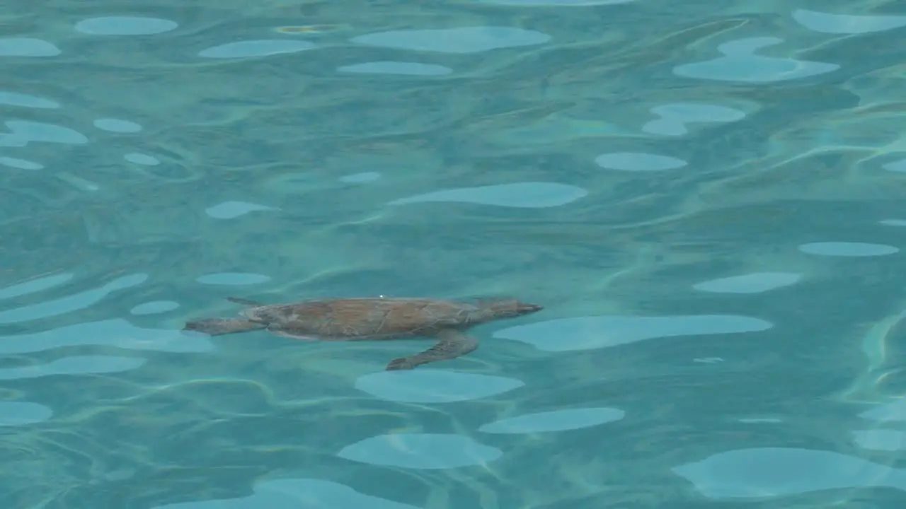 Sea Turtle Swim And Breathe On Crystal Clear Water