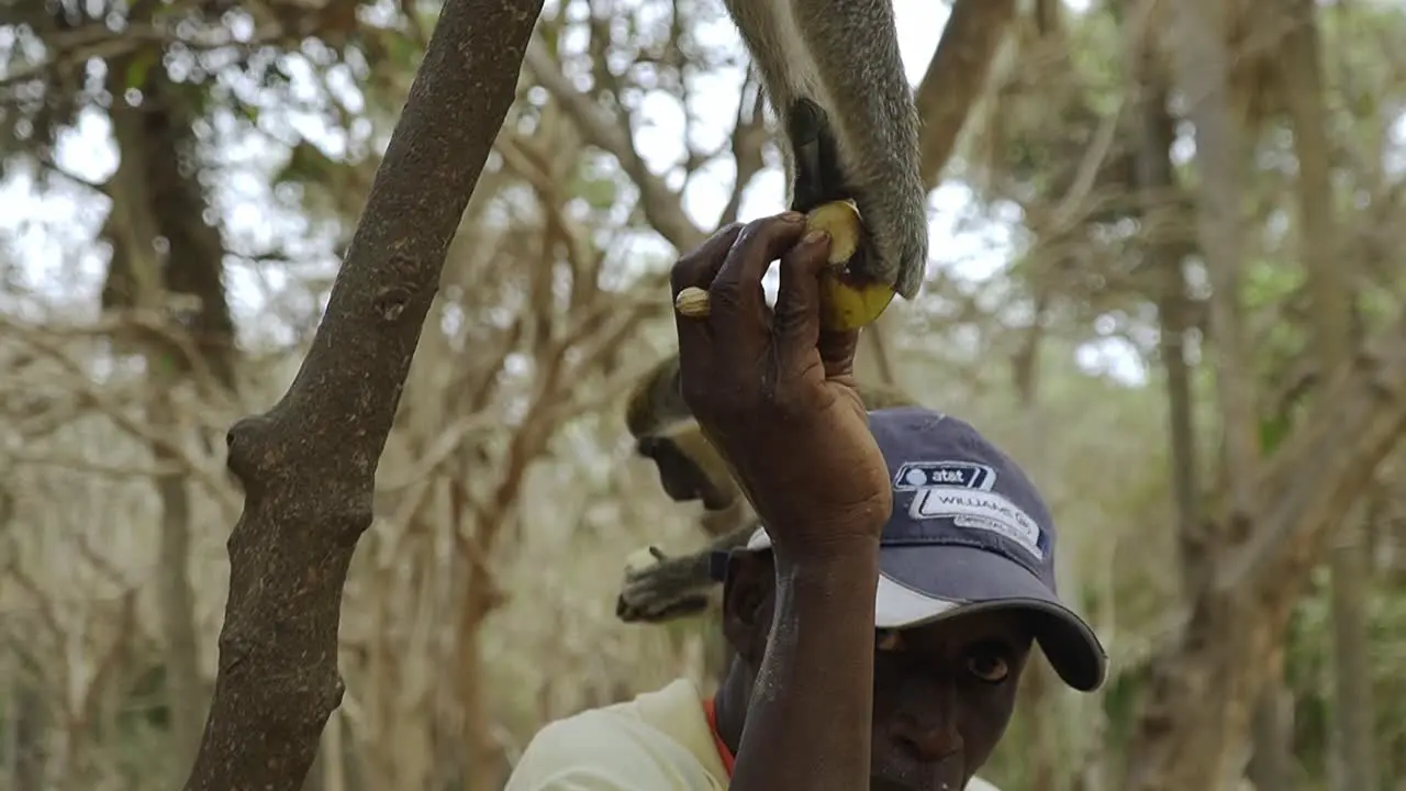 African tour guide giving the monkeys in the trees some banana pieces in The Monkey Park