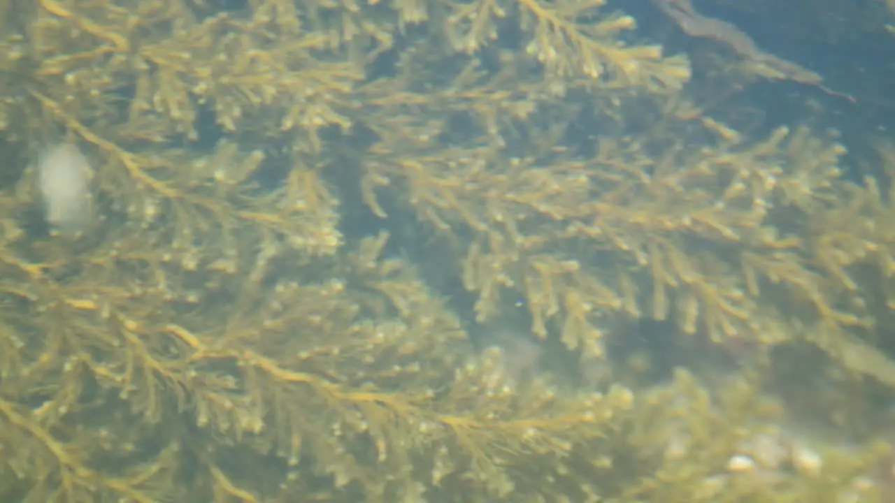 Desmerestia green algae flow in water in the atlantic coast