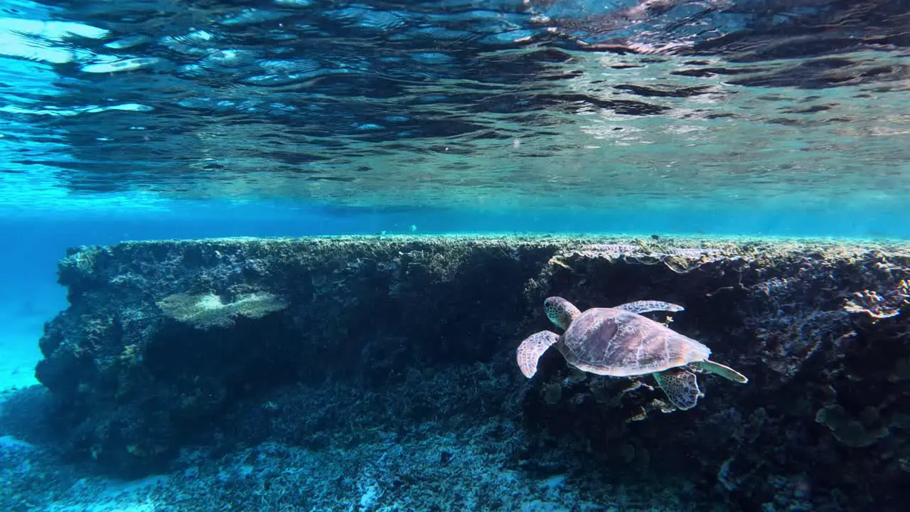 Sea Turtle Swimming Under The Crystal Clear Ocean