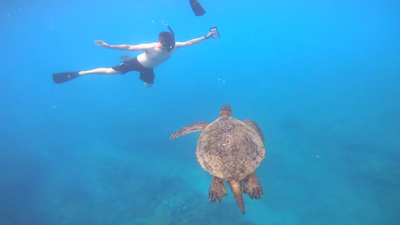 Giant Green Sea Turtle Swimming Underwater In Oahu Hawaii USA