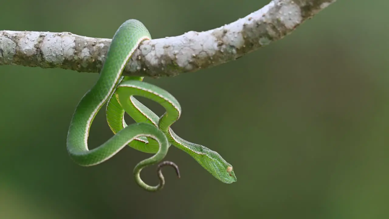 Vogel's Pit Viper Trimeresurus vogeli