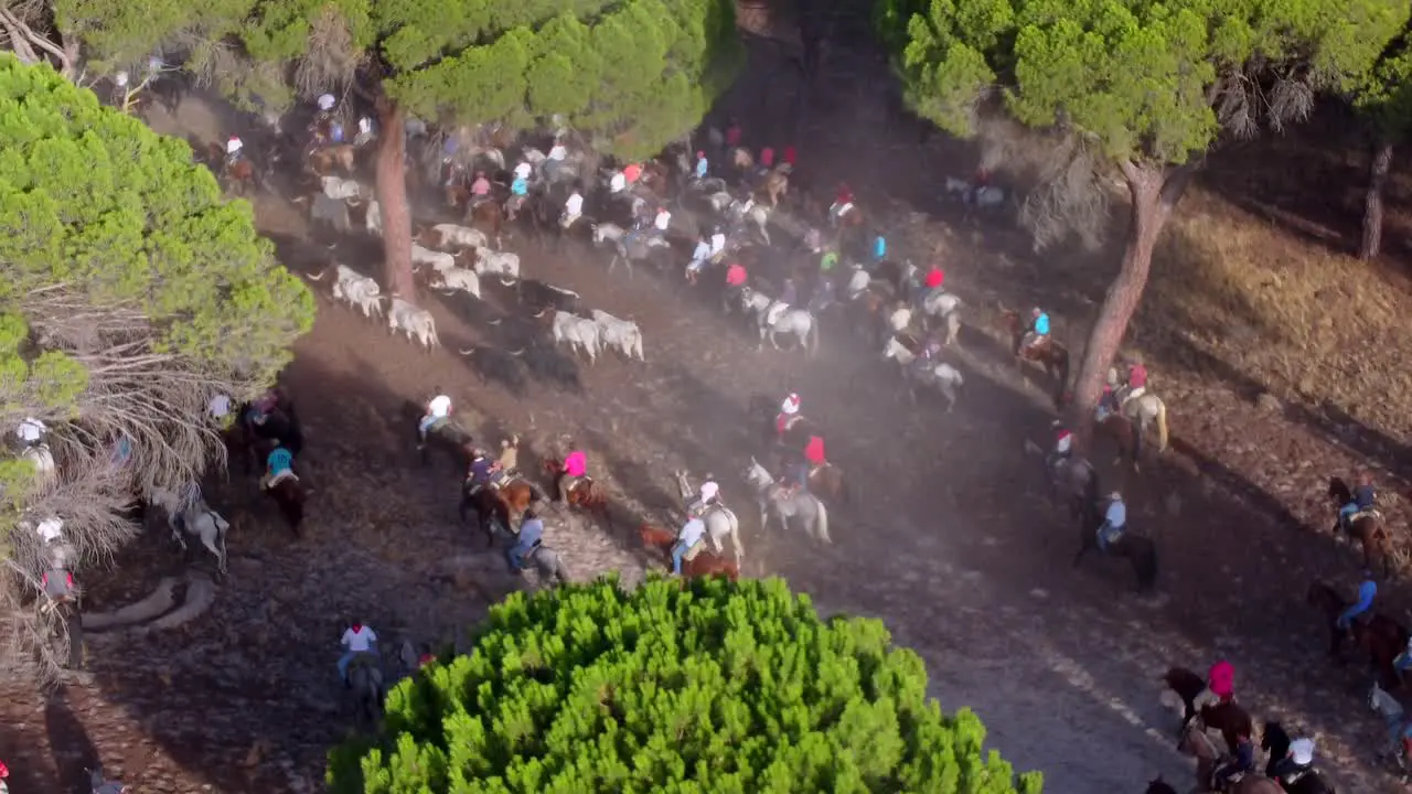 Horsemen chasing bulls through the forest aerial view-1