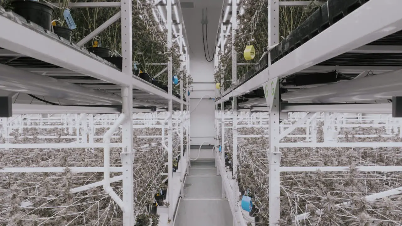 Indoor Cannabis growing farm in California Ascending shot along Cannabis plants on Shelfs