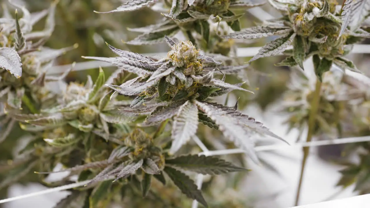 Detail shot of cannabis hemp plants in a indoor growing Greenhouse California