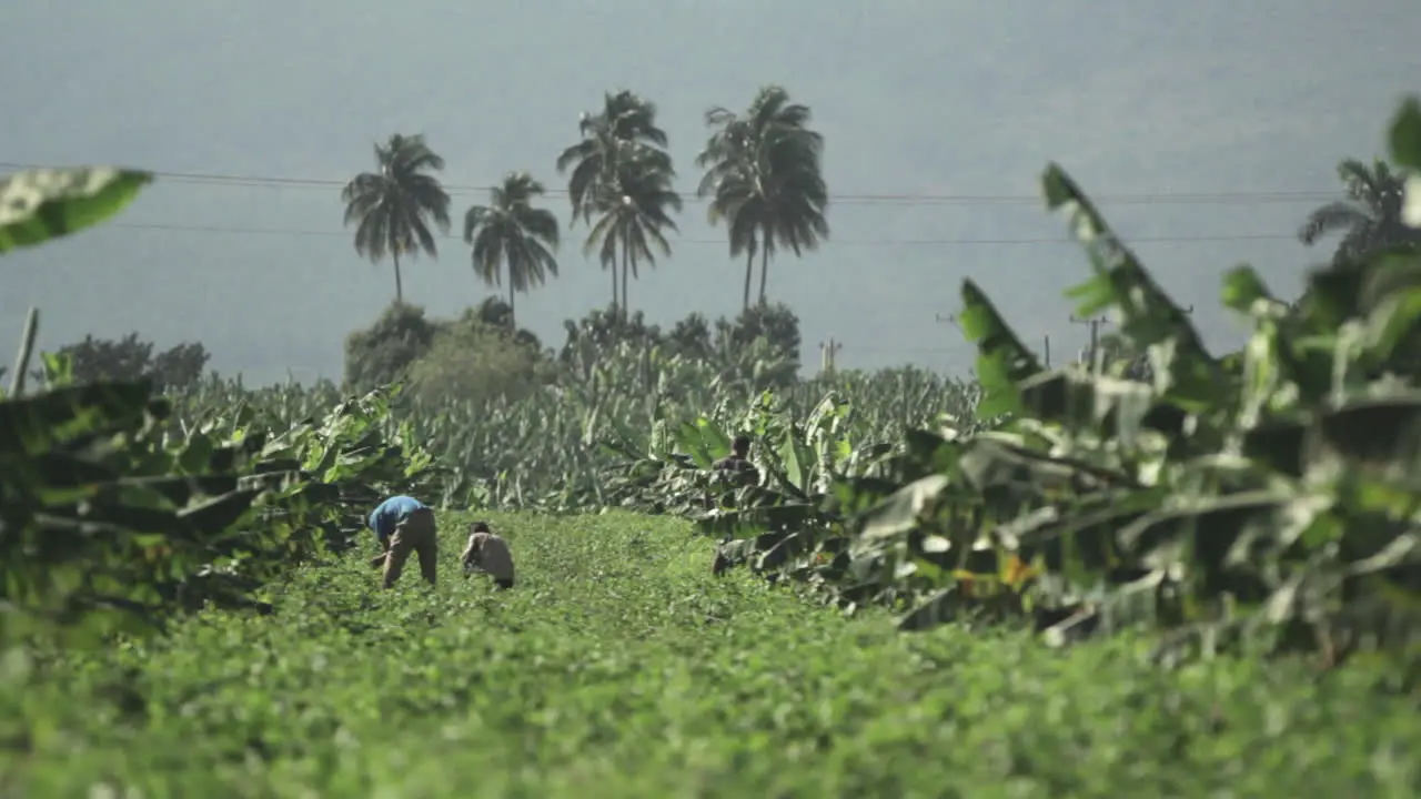 Banana plantation workers with focus pull