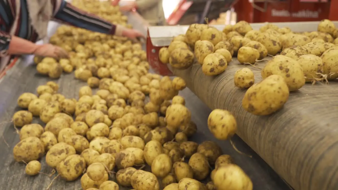 Freshly harvested potatoes move on moving conveyor and workers sort and sift potatoes