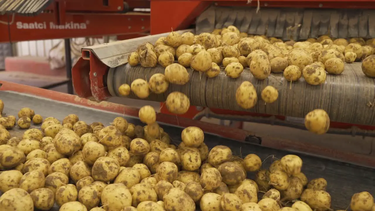 Potato sorting processing and packaging plant