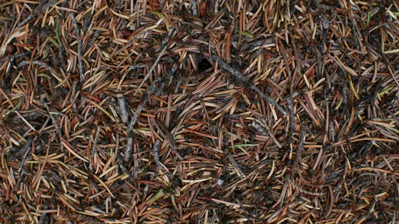 Anthill with ants from above busy