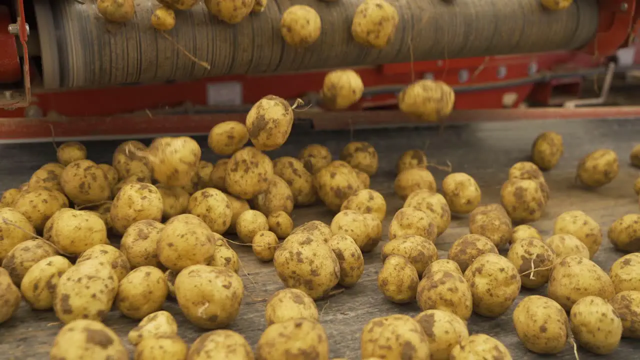 Harvested Potatoes On A Warehouse Conveyor Close Up