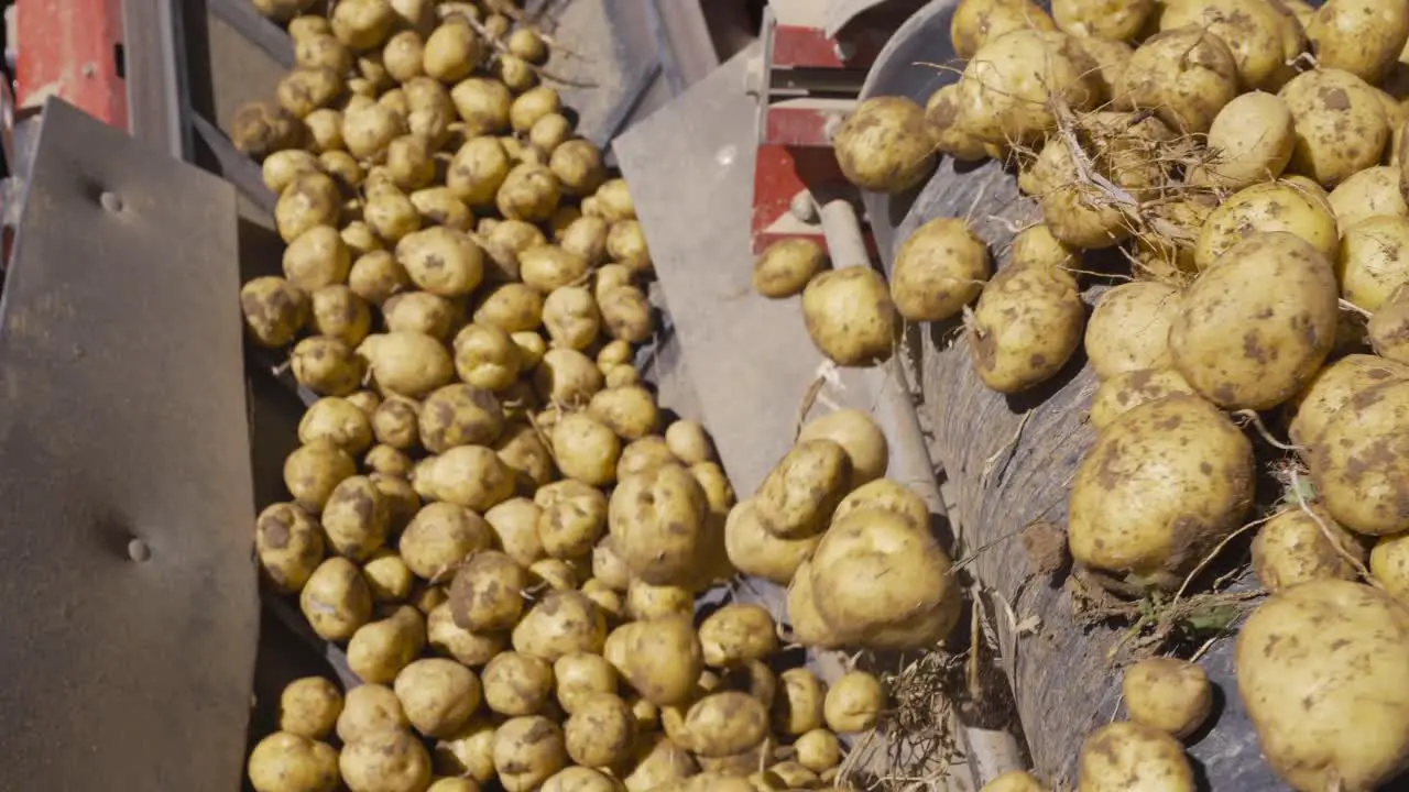 Freshly harvested potatoes moving on a moving conveyor belt