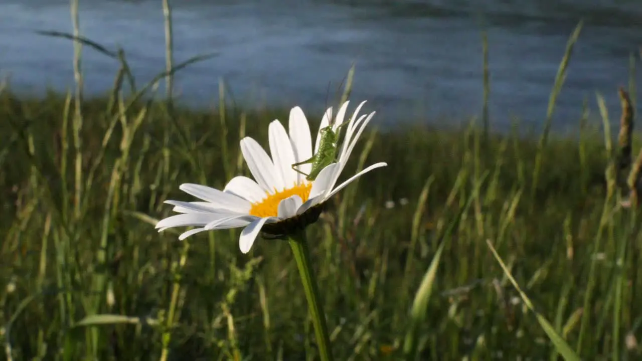 Close up shot of a green grasshopper sitting on a yellow white daisy flower and blowing in the wind in front of a river in slow motion