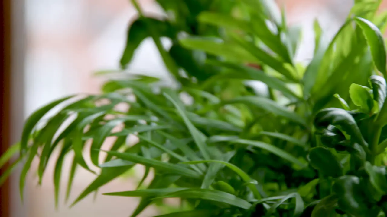 Slow pan across houseplant in front of window to focus on succulents and kentia palm