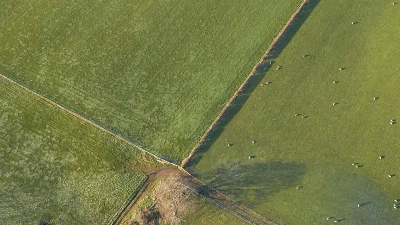 Descending aerial view with two green fields separated by a line in one of them we can see sheep and the other is empty