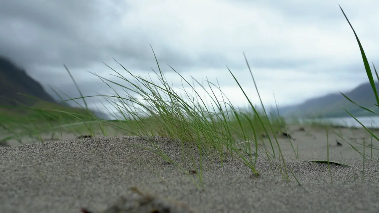 Blowing grass in sand during cloudy day with mountains and Fjord in background Close up