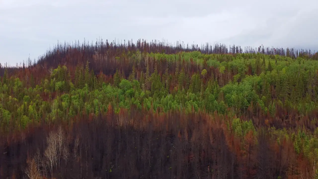 Aftermath of wildfire shows the contrast between green and burnt trees aerial