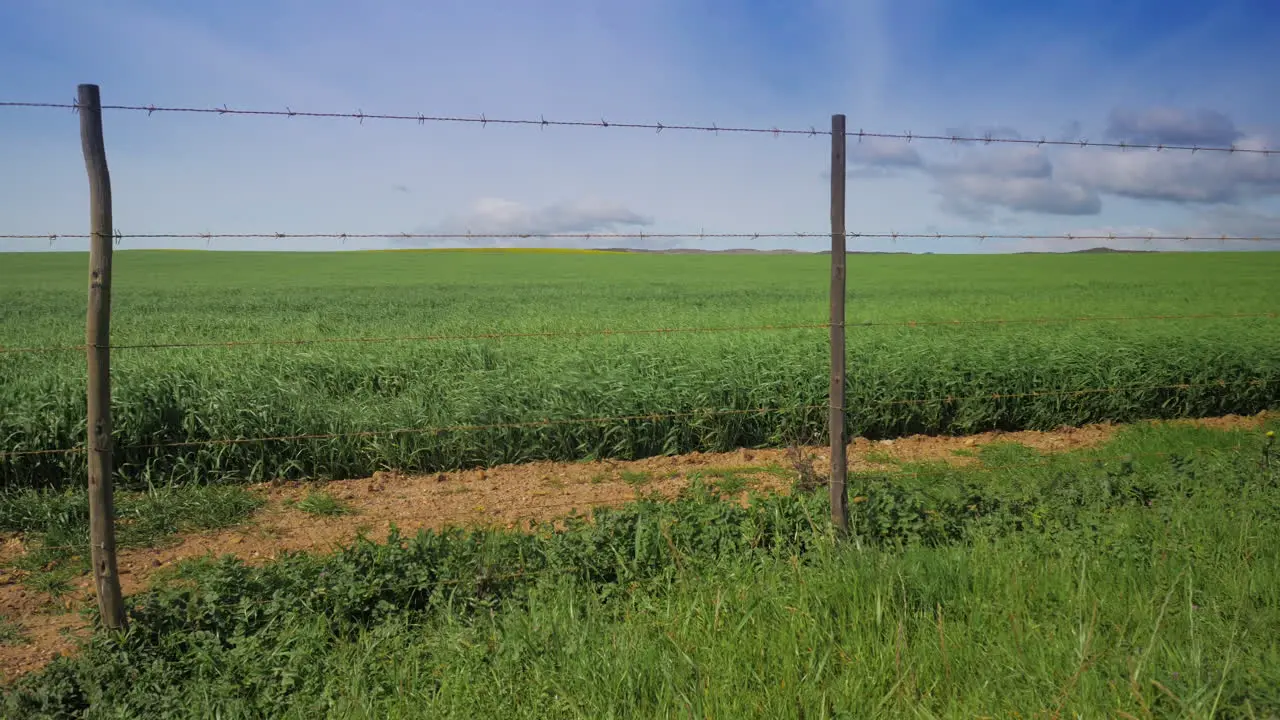 Green field crops swaying in wind in countryside behind barbed wire fence blue sky panning shot