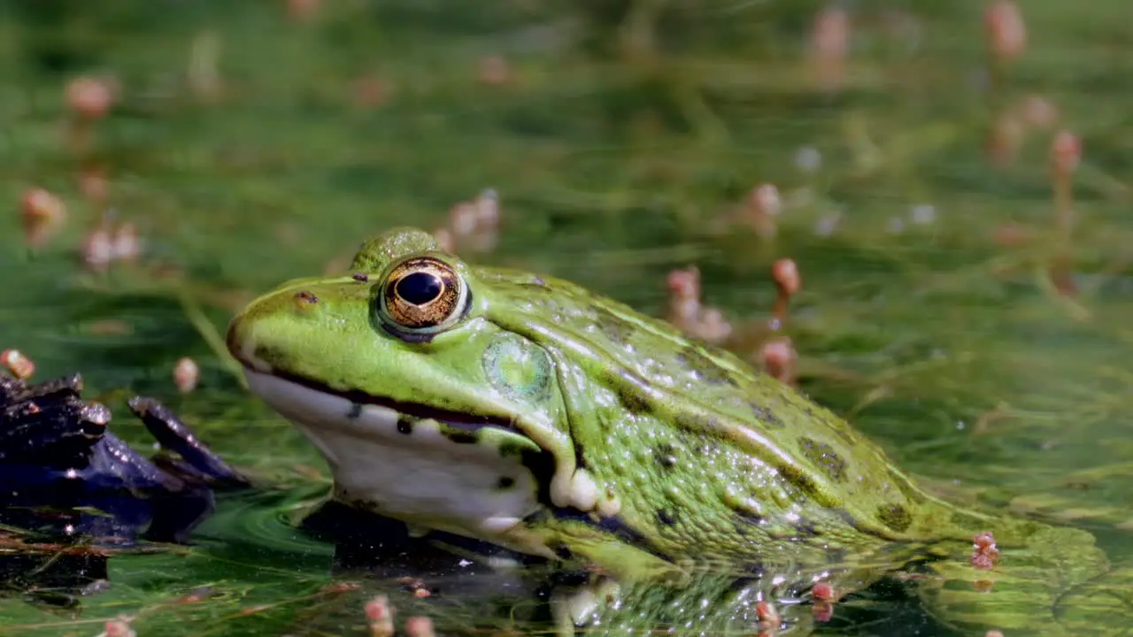 Close up shot of green colored frog with big eyes resting in algae swamp during sunlight