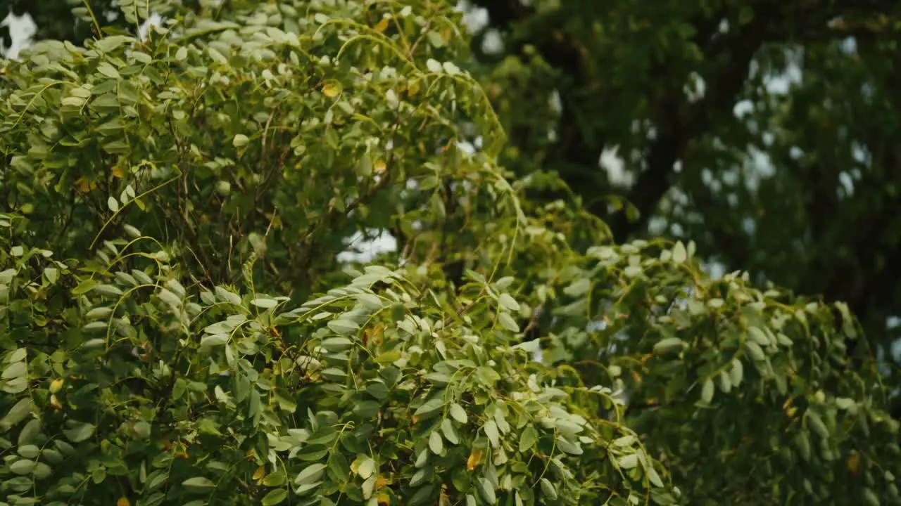 Close up of green tree leaves swaying under strong wind