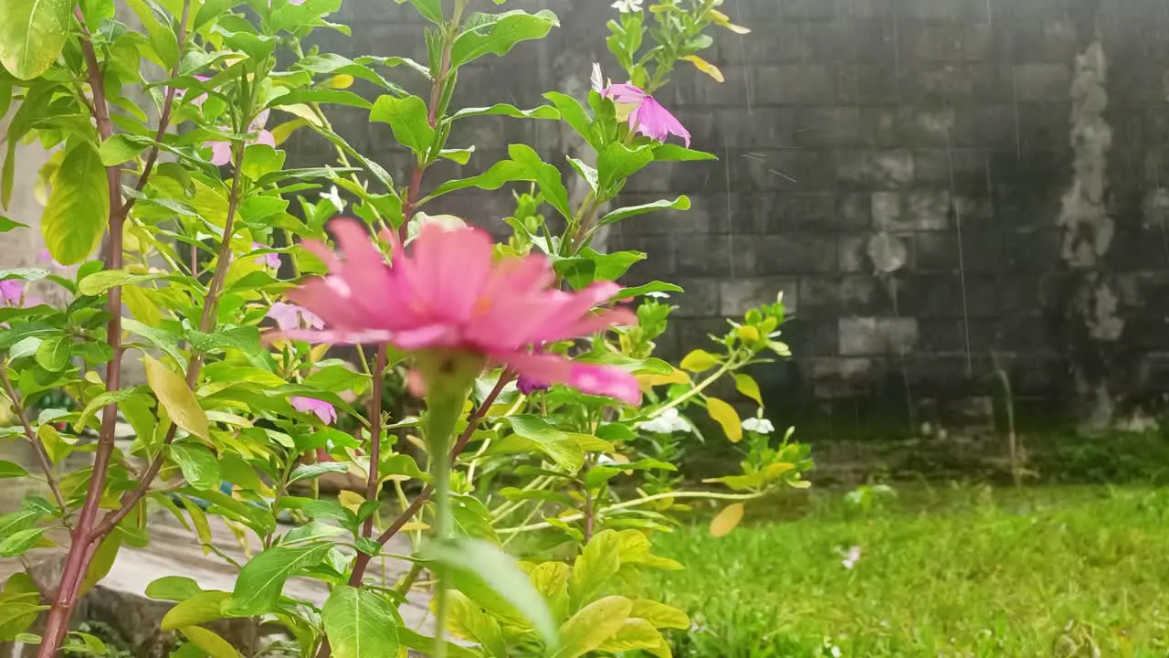 Pink Periwinkle Flower Or Desert Rose And Mandevi