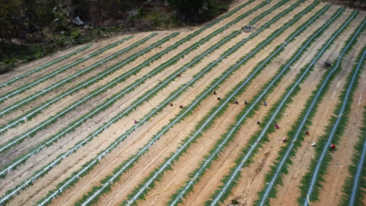 Aerial circle view of a strawberry field cultivated and with harvest