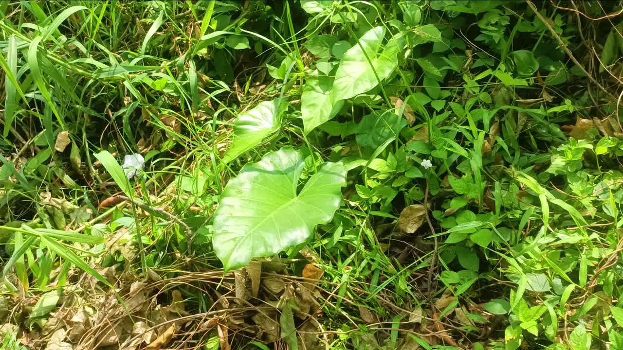 Nephthytis beautiful leaves often grown as house plants