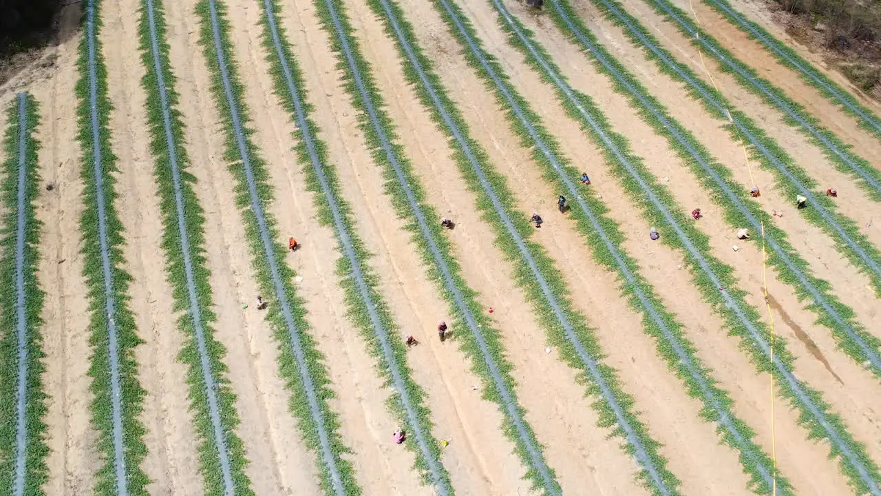 Aerial backwards view of strawberry plants with laborers