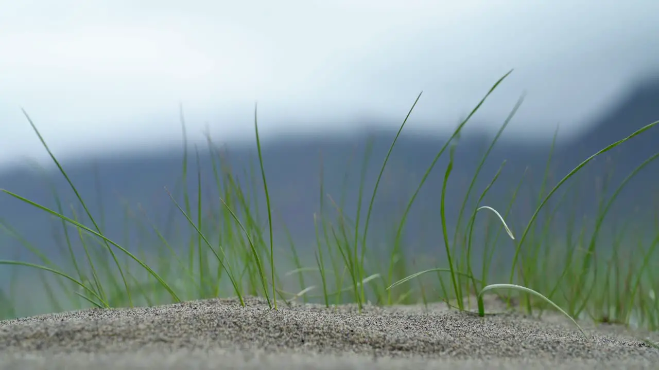 Green Grass swaying in wind on sand with volcano landscape in background Iceland close up