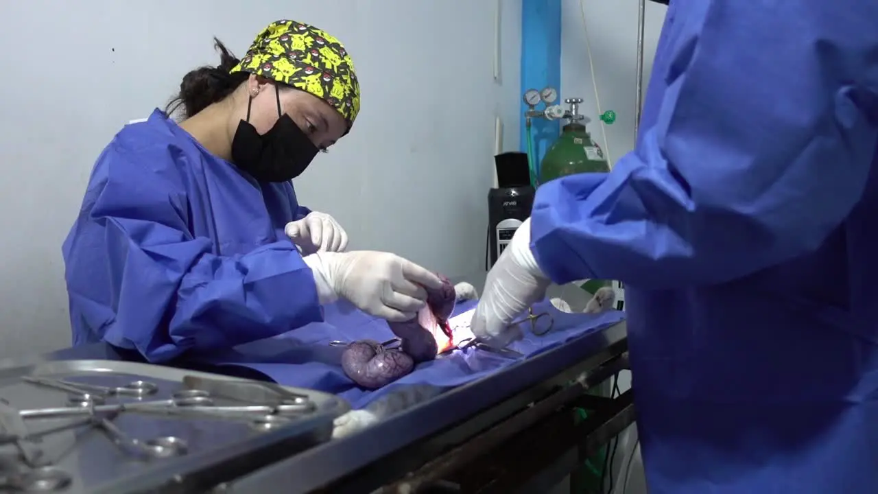 Rising shot showing surgeons operating on a small cat in a veterinary clinic