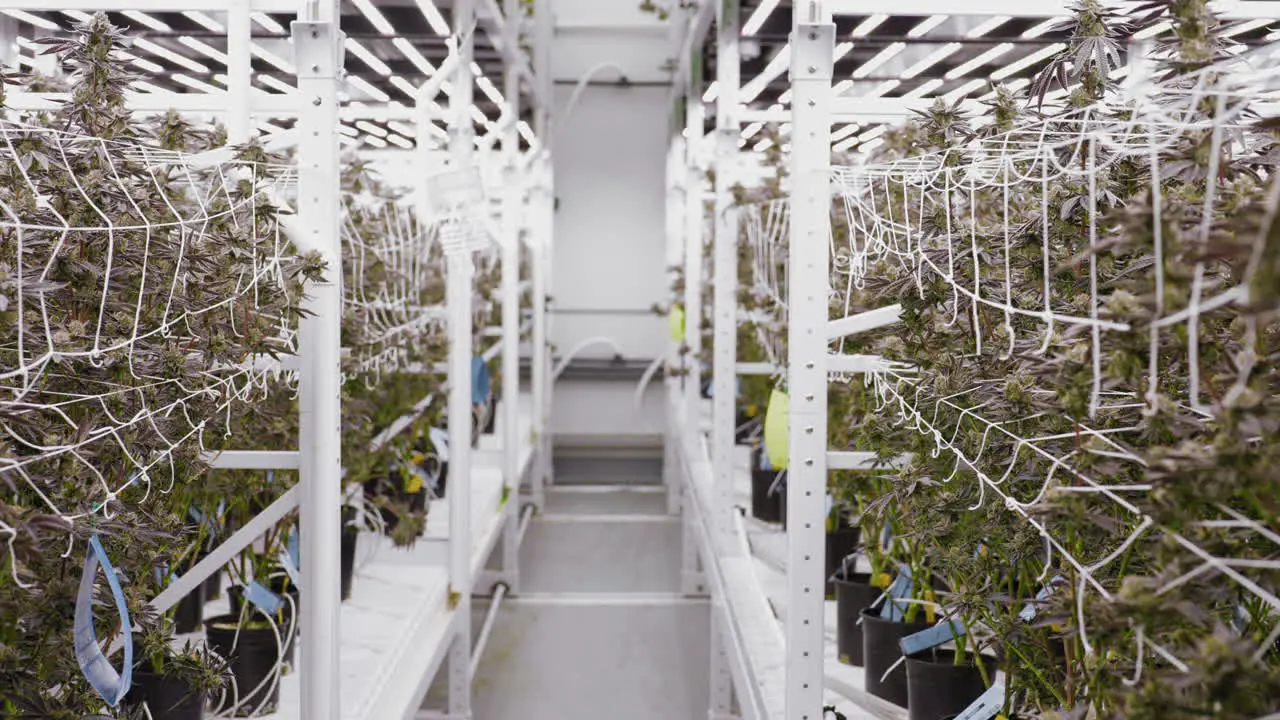 Tracking shot along Modern Cannabis indoor production greenhouse California