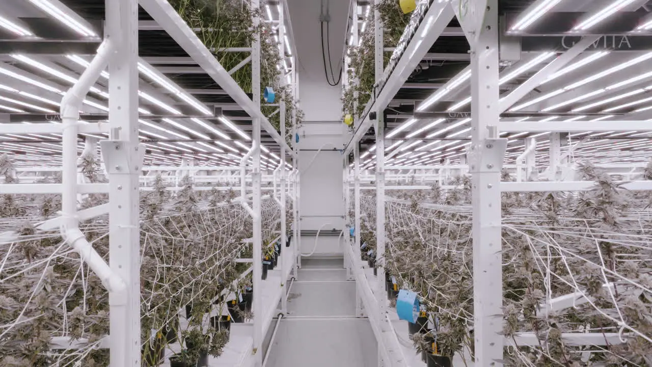 Ascending shot inside a modern greenhouse Cannabis plantation in California