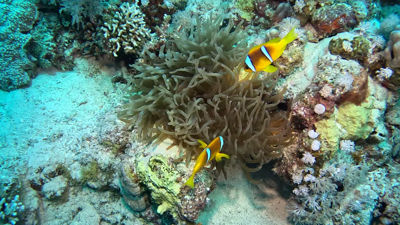 Clown fish playing in anemone