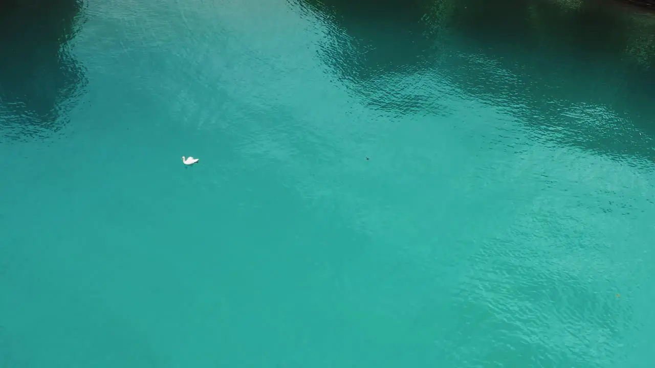 White swan gliding across beautiful turquoise water of Lake Thun