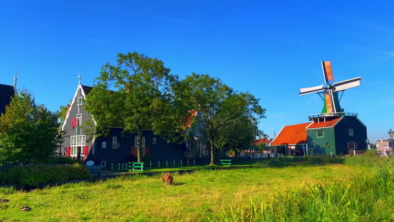 A sunny day with animals grazing in fields and still windmills in Zaanse Schans Netherlands