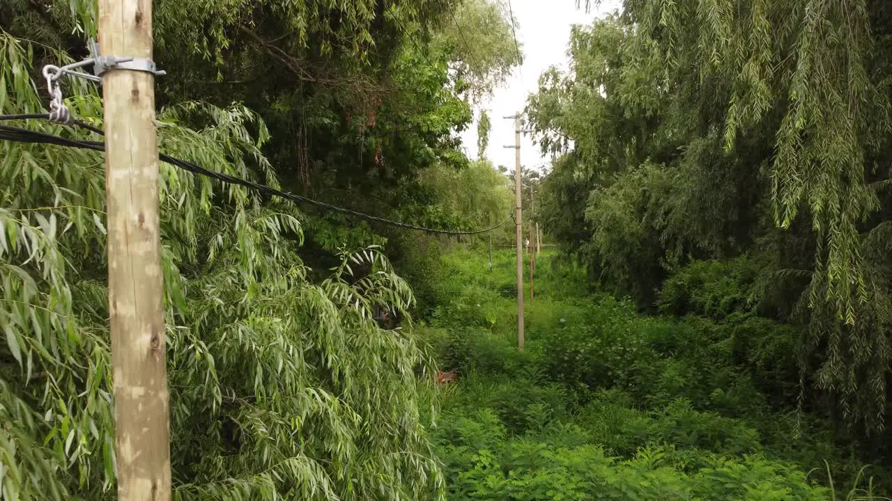 Backwards Shot Of Power Line Of Light Poles And Cables In Heart Of Jungle Amazon Forest