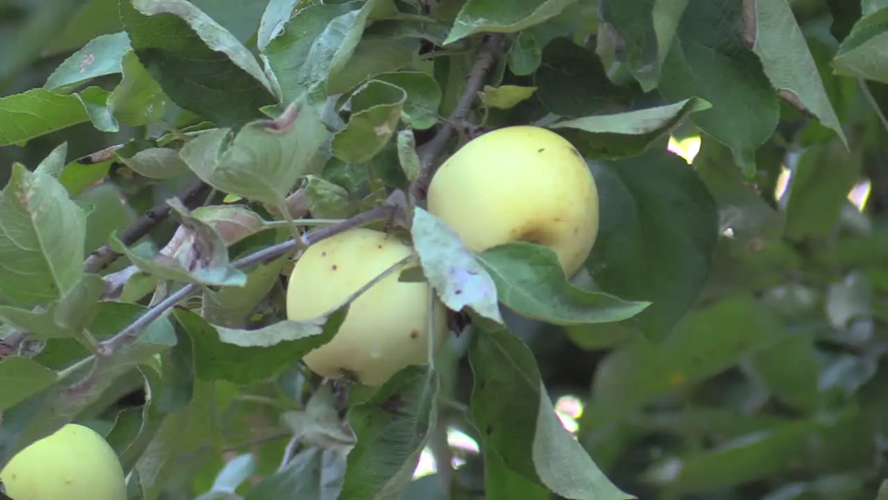 Apples on tree in fall