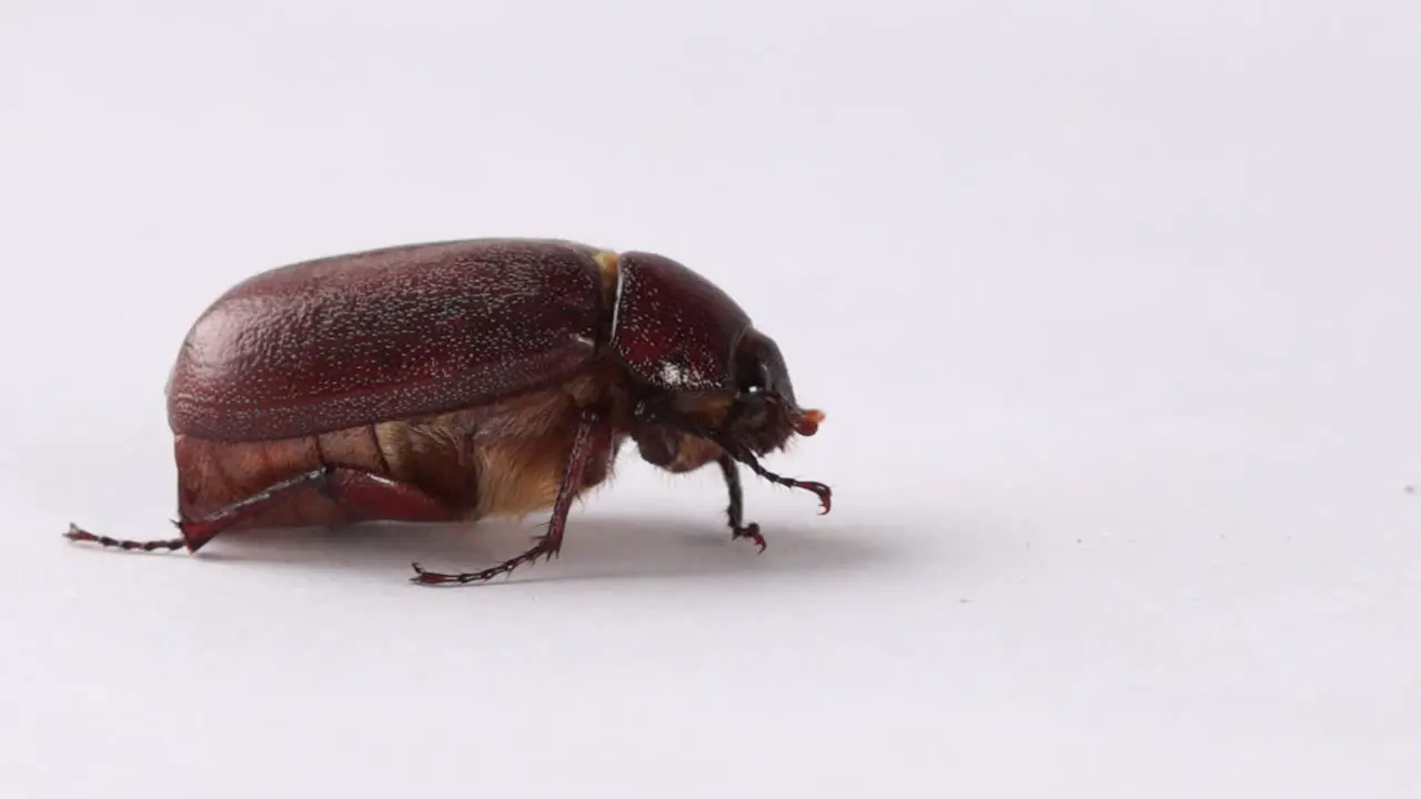 Slow zoom in macro Muna beetle or June bug edible insect of New Guinea